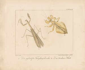  - Ambrosius Gabler