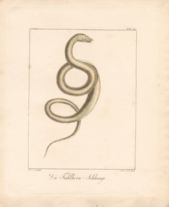  - Ambrosius Gabler
