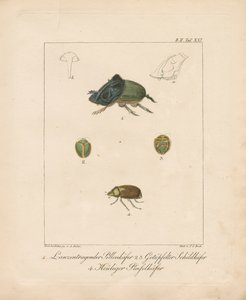 Diverses espèces de coléoptères (gravure sur cuivre coloriée à la main) - Ambrosius Gabler