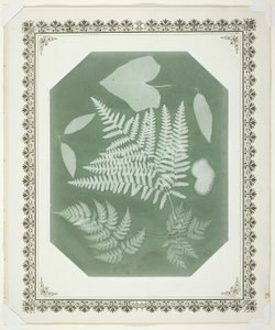 Étude de feuilles - Amelia Bergner