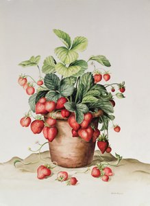 Fraises en pot, 1998
