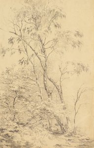Arbres à Bromley