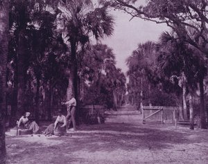 Une clairière de palmiers près de Palatka, Floride