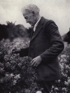 Luther Burbank parmi ses fleurs (photo n/b)