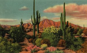Phoenix, Arizona : Camel Back Mountain et désert