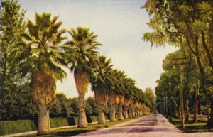 Une allée de palmiers près de Los Angeles (photo couleur)