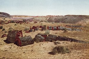 Forêt pétrifiée, Arizona - American Photographer