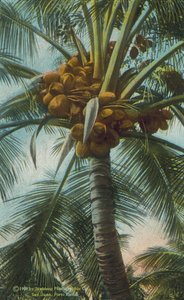 Porto Rico / Puerto Rico : Culture de la noix de coco à Porto Rico (photo couleur)