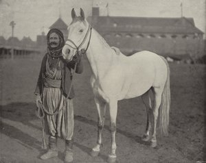 Le cheval de prix des Bédouins