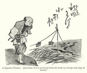 Un fermier japonais, semis de riz protégés des oiseaux par des ficelles et des morceaux de bois - American School