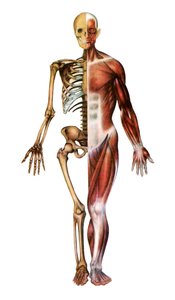 Impression anatomique du squelette humain et des muscles - American School
