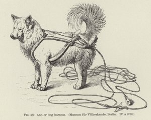 Ano ou harnais pour chien - American School