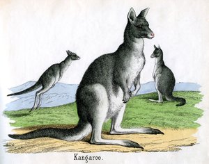 Estampe Antique de Kangourous