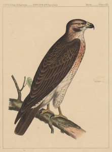 Oiseaux, Planche XII, 1855