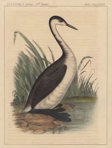 Oiseaux, Planche XXXVIII, 1855 - American School