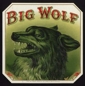 Loup noir montrant les dents