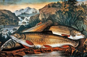 Truite de ruisseau - Juste pêchée, publiée par Currier & Ives, c.1870