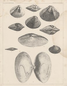 Conchologie Planche I - American School
