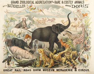 Grande Agrégation Zoologique d