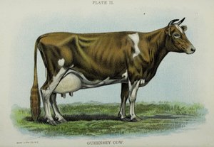 Vache Guernesey, du 