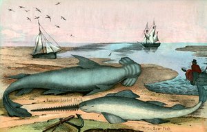 Requin marteau et poisson-scie - American School