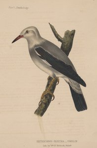 Heterornis Sericea (Gmelin), 1855