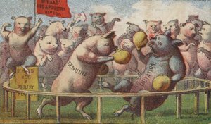 Cochons dans le ring de boxe - American School