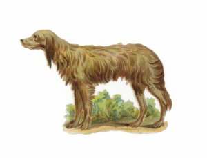 Chien loup irlandais