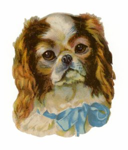 Épagneul Cavalier King Charles