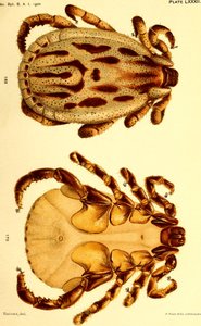 Dermacentor reticulatus mâle, illustration de "Cattle ticks (Ixodoidea) of the United States" - American School