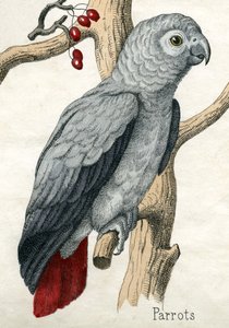 Perroquet, de L