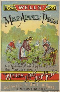 Cueillir des racines de pomme de mai