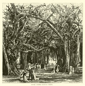 Pique-nique sous les banians