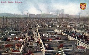Carte postale représentant les parcs à bestiaux et les abattoirs de Chicago, vers 1910