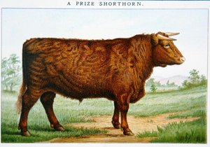 Taureau Shorthorn primé