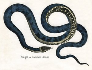 Serpent Annele ou Serpent Commun, de L