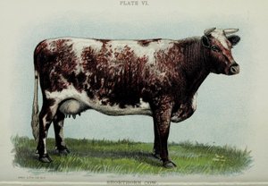 Vache Shorthorn, du "Biggle Cow Book" de Jacob Biggle, 1898