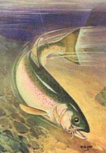 Pêche sportive : truite arc-en-ciel sur la ligne - American School