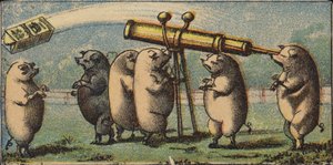 Cochons regardant les étoiles