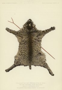 La peau de chat sauvage et le bâton crochu sur lequel les deux tiges de plumes sont placées lors du repos cérémoniel (lithographie en couleur). - American School