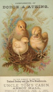 Trois poussins dans un nid - American School