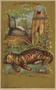 Trois chats fatigués - American School