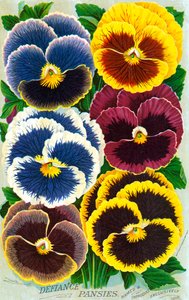 Fleurs de pensée victoriennes