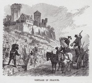 Vendange en France