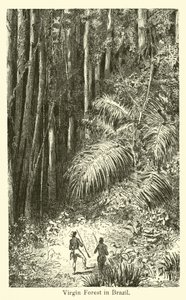 Forêt vierge au Brésil