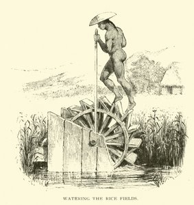 Arroser les rizières - American School