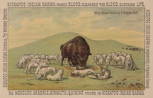 Loups blancs attaquant un taureau de buffle - American School