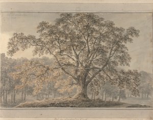 Frêne dans le parc de Londesbro, mai 1800 - Amos Green