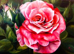 Une rose rose vif en pleine floraison - Anda Bieza