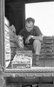 RAISINS AMERS - PRÊTS À ÊTRE LIVRÉS